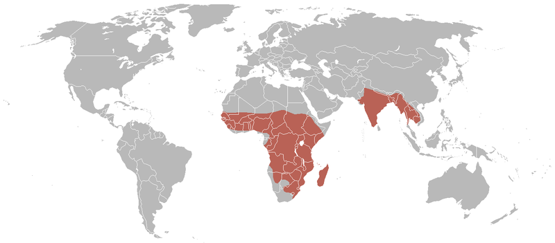 Файл:Sarkidiornis melanotos distribution.png