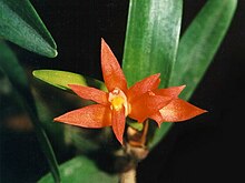 Scaphyglottis imbricata.jpg