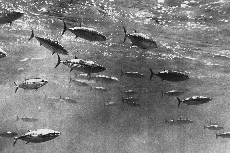 File:Skipjack tuna shoal.jpg