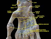 Wrist joint. Deep dissection. Anterior, palmar view