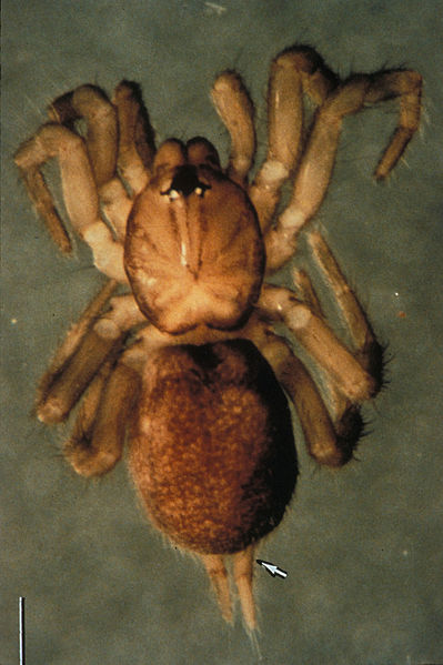 File:Spruce Fir Moss Spider.jpg