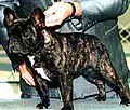 Tiger brindle is a term reserved for dogs with a coat pattern comprising a fairly regular pattern of alternating fawn and black stripes, similar in appearance to the coat of a tiger.