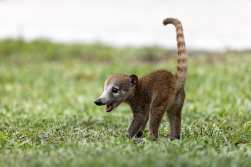 Un joven coatí mira hacia sus hermanos en Tulum, México