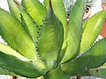 Agave ferox