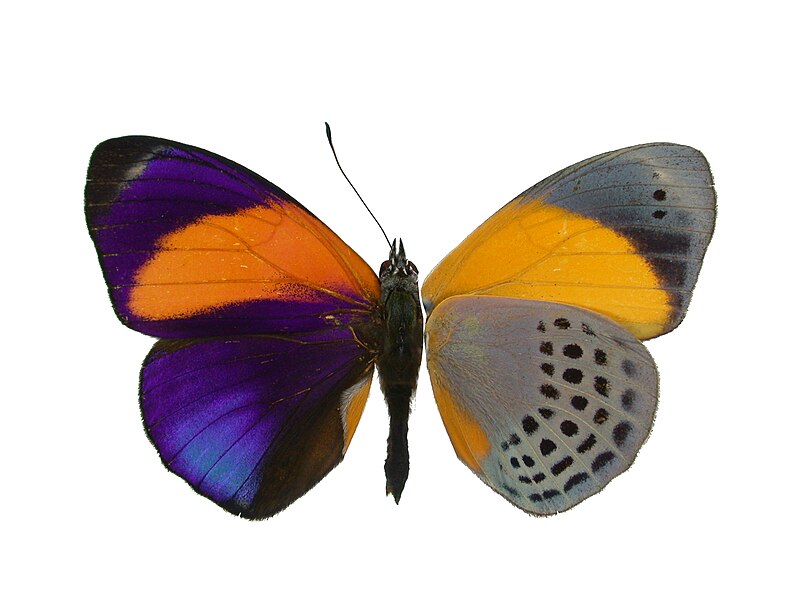 File:Asterope markii1.jpg