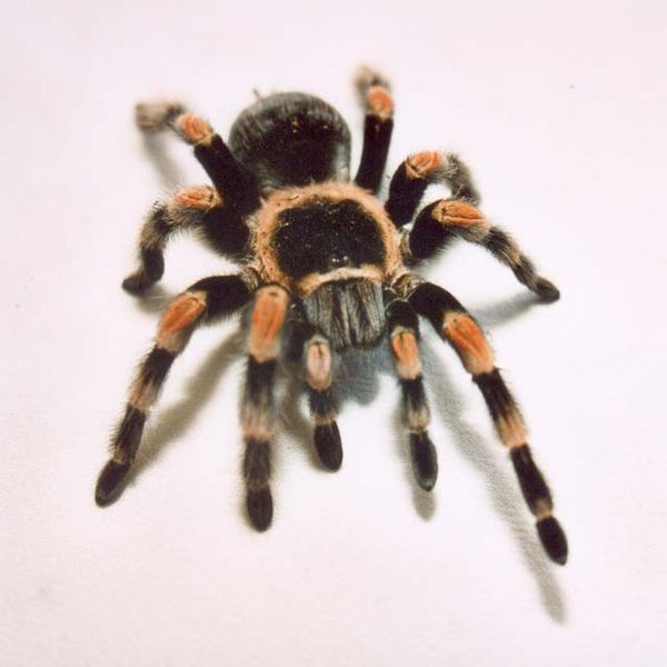 File:Brachypelma Smithii.jpg