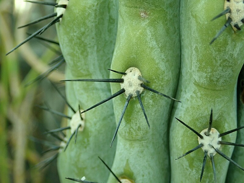 File:Browningia hertlingiana 2020-02-08 7909.jpg