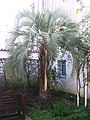 Butia capitata In France