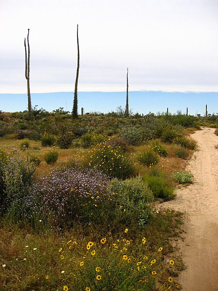 File:Cirio trees in Baja.jpg