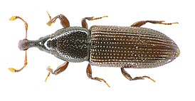 Cossonus linearis