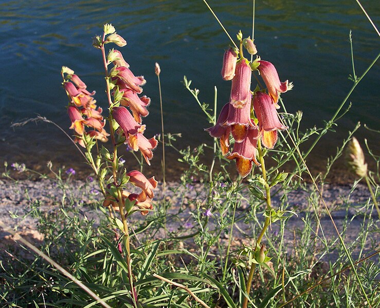 Файл:Digitalis obscura 1.jpg