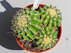 Echinocactus grusonii v. inermis