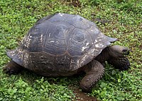 Tortoise of the C. porteri species has a rounded shell shaped like a dome.