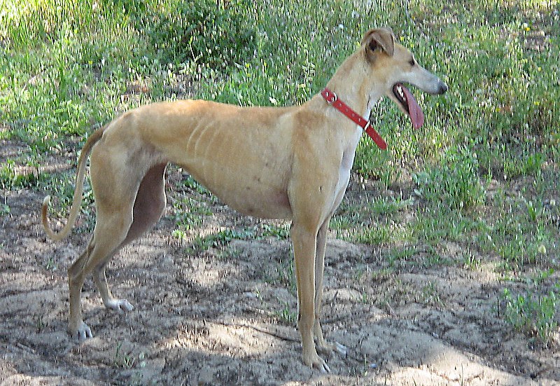 Archivo:Galgo Español hembra 02.jpg