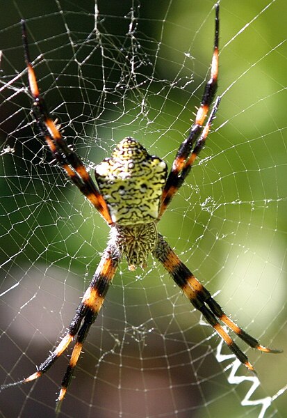 File:Garden spider.jpg