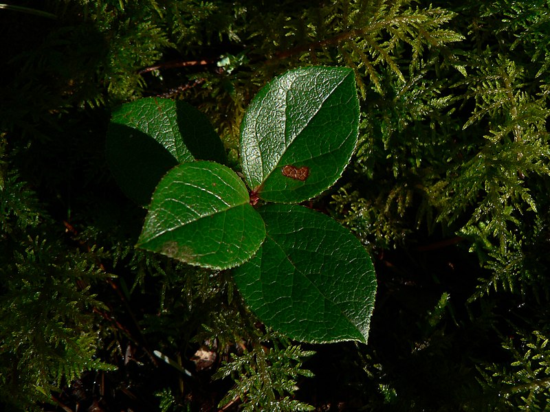 Файл:Gaultheria shallon 31976.JPG