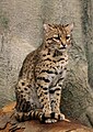 Geoffroy's cat at the Cincinnati Zoo