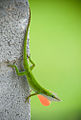 Green Anole, Texas