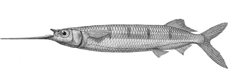 File:Hemiramphus far Mintern 120.jpg