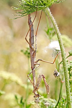 Large brown mantid