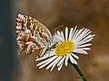 Imago, underside