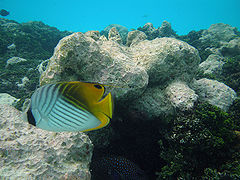 Chaetodon auriga (butterflyfish)