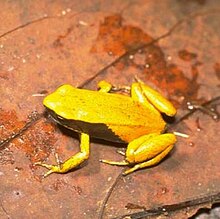 Mantella crocea.jpg