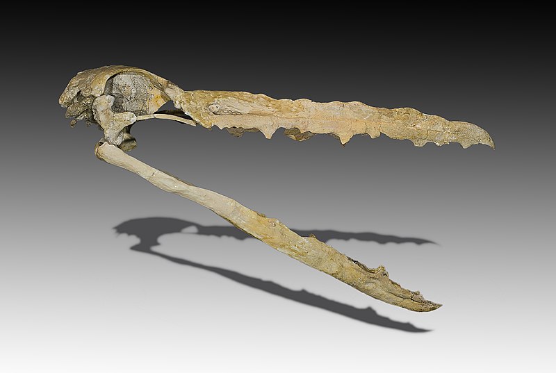 File:Pelagornis mauretanicus.jpg