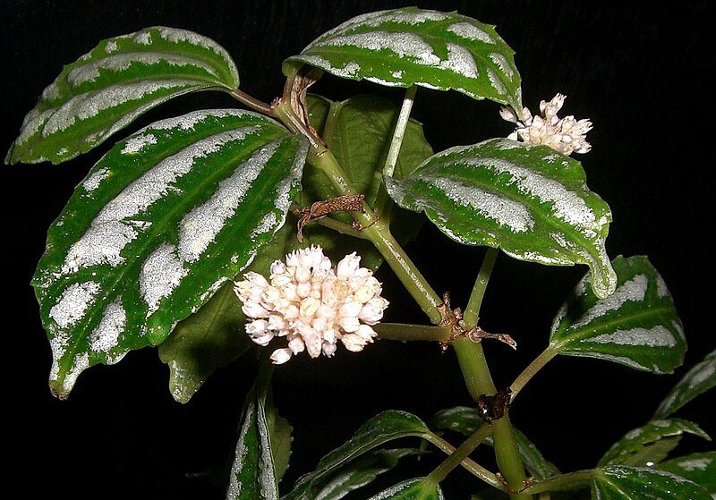 File:Pilea cadierei flower.jpg