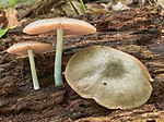 Thumbnail for Pluteus americanus