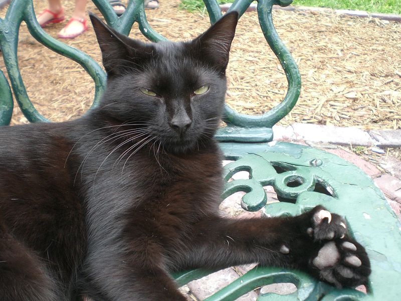 File:Polydactylcat.jpg