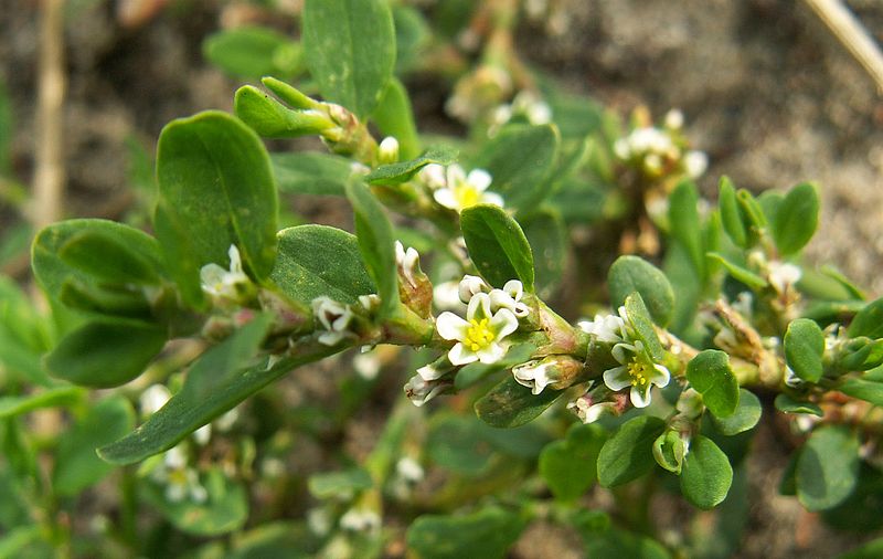 Файл:Polygonum aviculare flower kz.jpg