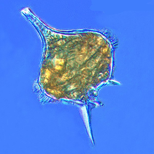 File:Protoperidinium dinoflagellate.jpg