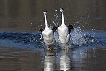 Two western grebes moving astride one another as part of their complex courtship behavior.