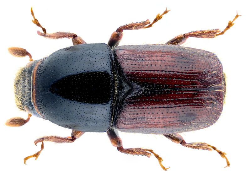 Файл:Scolytus laevis Chapuis, 1869.png