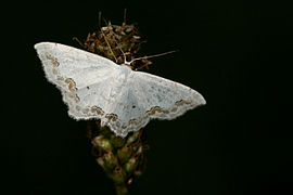 Scopula ornata