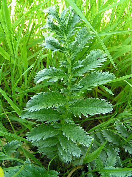 Archivo:Silverweed leaf 800.jpg