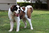 Longhaired St. Bernard Dog