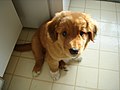 Male Toller at 8 weeks old