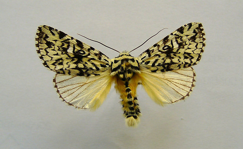 File:Trichosea ludifica.jpg