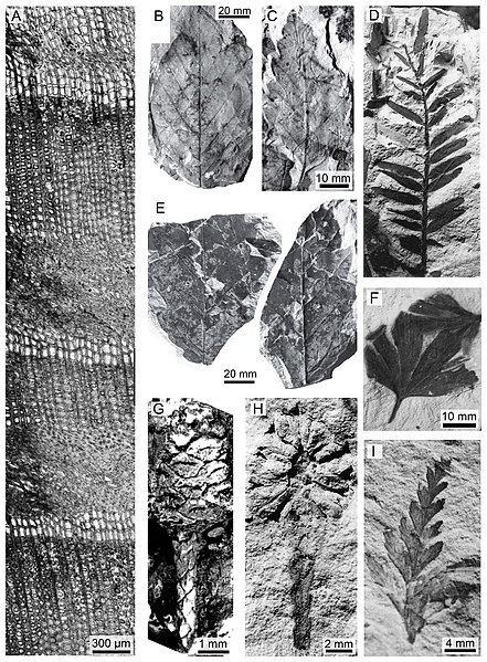 File:Winton-Formation-flora.jpg