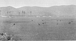 Men cross a field of rice