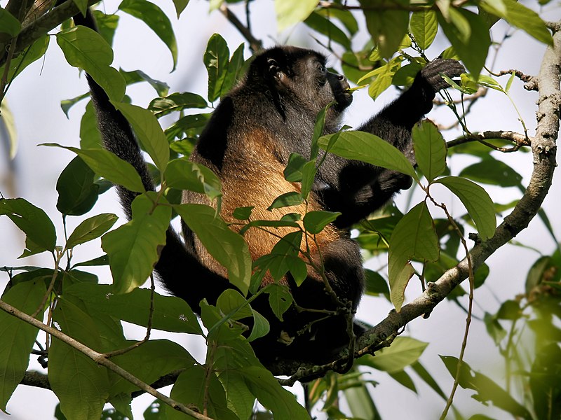 Archivo:Alouatta palliata (feeding).jpg