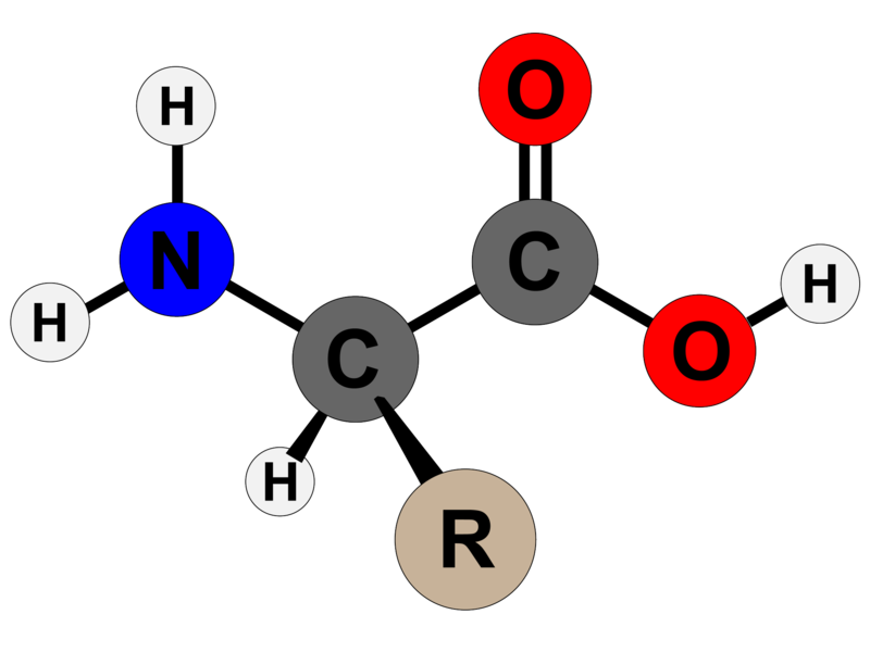 File:Amino Acid Structure.png