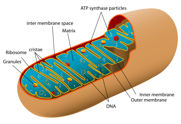 File:Animal mitochondrion diagram en.svg