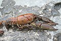 Invertebrado: Cangrejo de río europeo