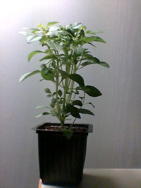 File:Basil sprout.jpg