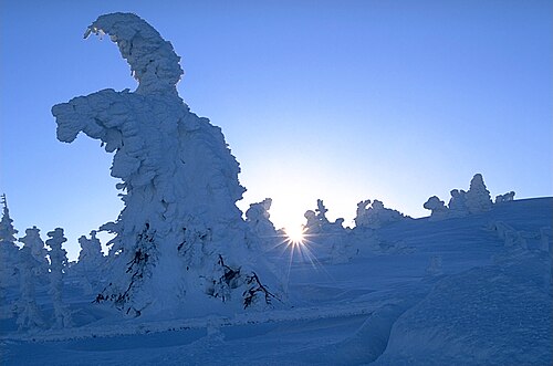 Snowed trees on the Brocken