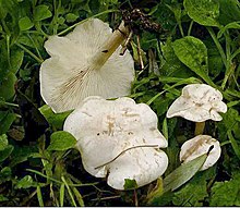 Clitocybe dealbata 1.jpg