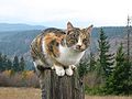 Tabby-patterned and red torbie